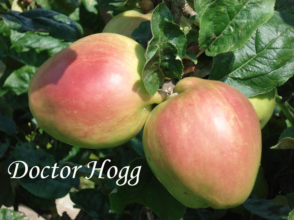 Doctor Hogg apple