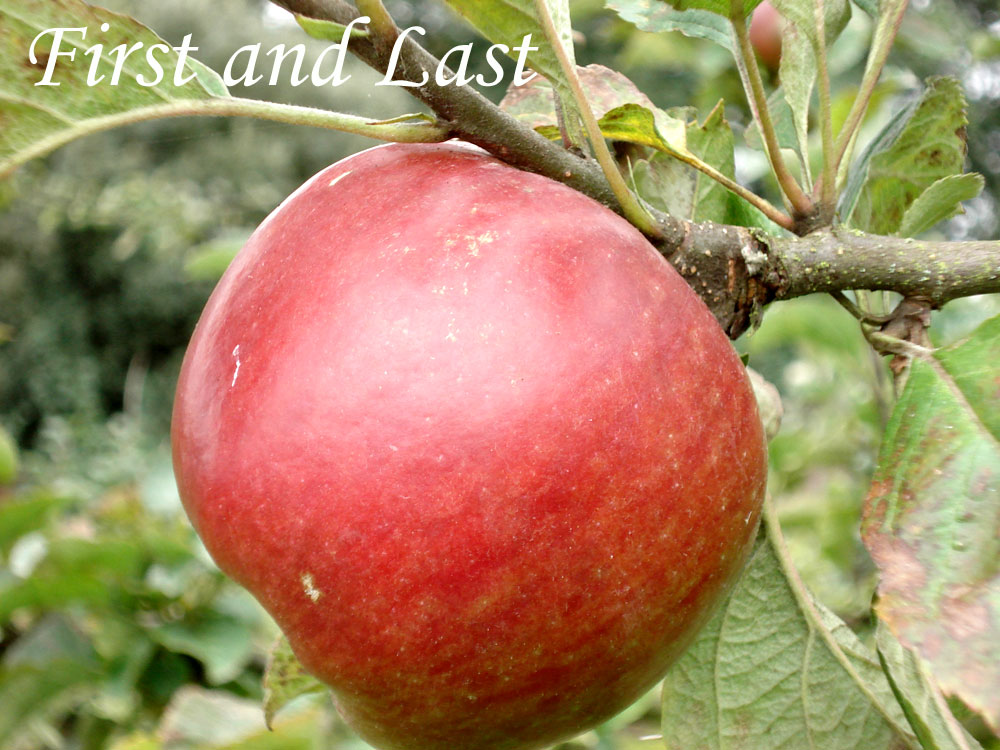 First and Last apple