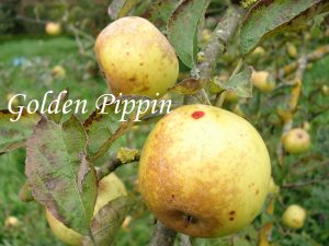 Golden Pippin apple