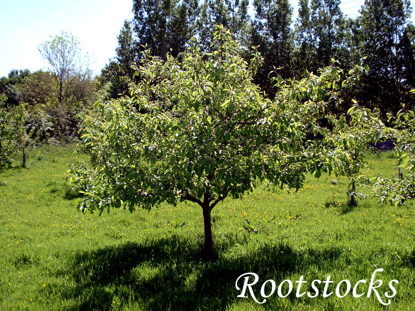 rootstocks
